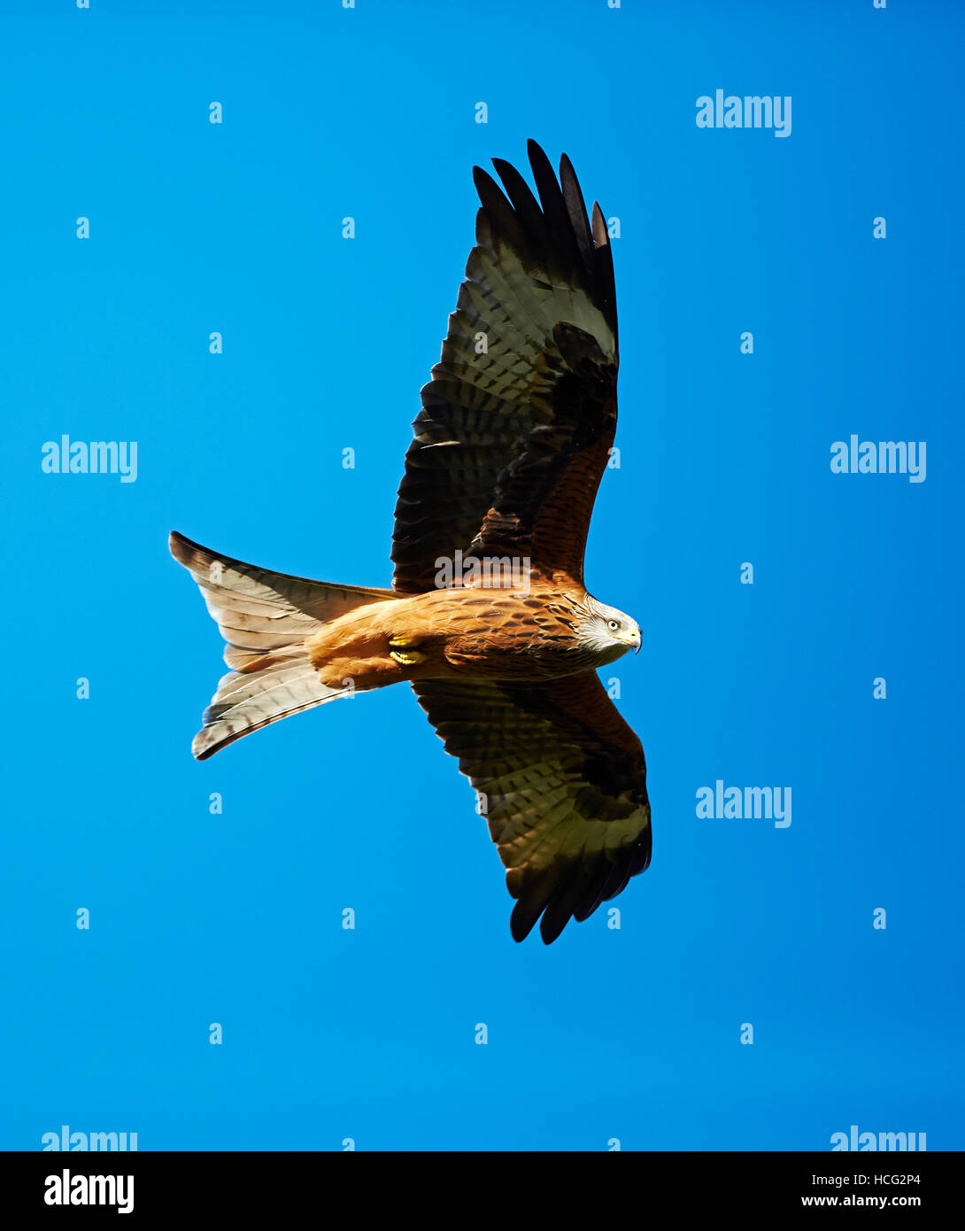 Red Kite at the Red Kite feeding centre, Llanddeusant, Wales, UK Stock Photo
