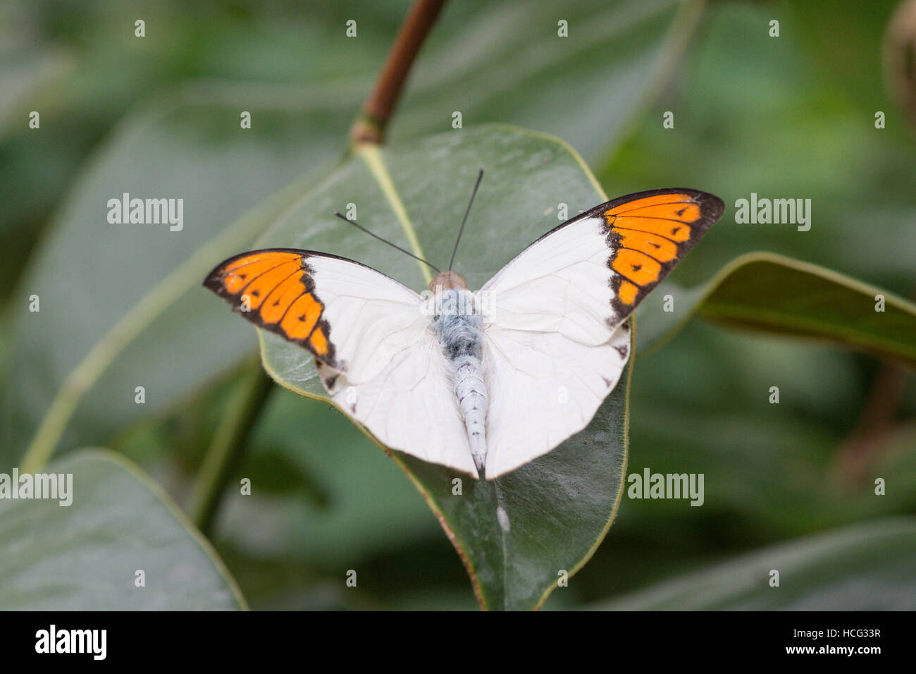 The Great Orange Tip, Hebomoia glaucippe, Found in Asia, China, Japan. Stock Photo