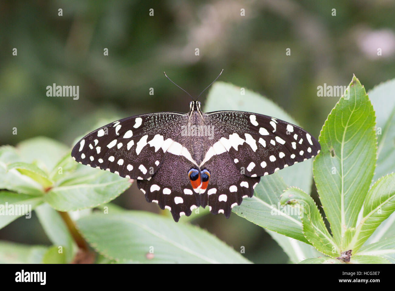 Papilio demodocus, Citrus Swallowtail or Christmas Butterfly, Sub-Saharan Africa Stock Photo