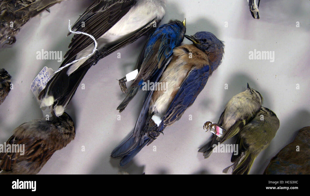 THE MESSENGER, Birds killed by colliding with buildings are displayed