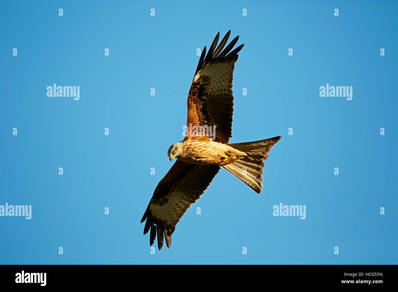 Red Kite at the Red Kite feeding centre, Llanddeusant, Wales, UK Stock Photo