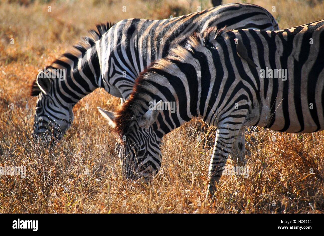 African Zebras grazing in Kruger National Park Stock Photo