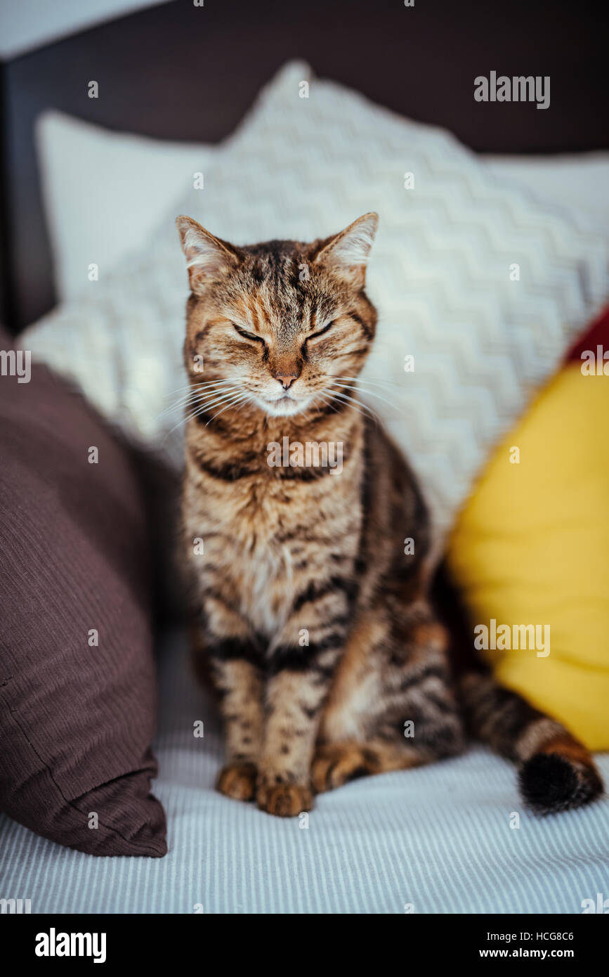 Domestic cat with closed eyes sitting on a couch Stock Photo - Alamy
