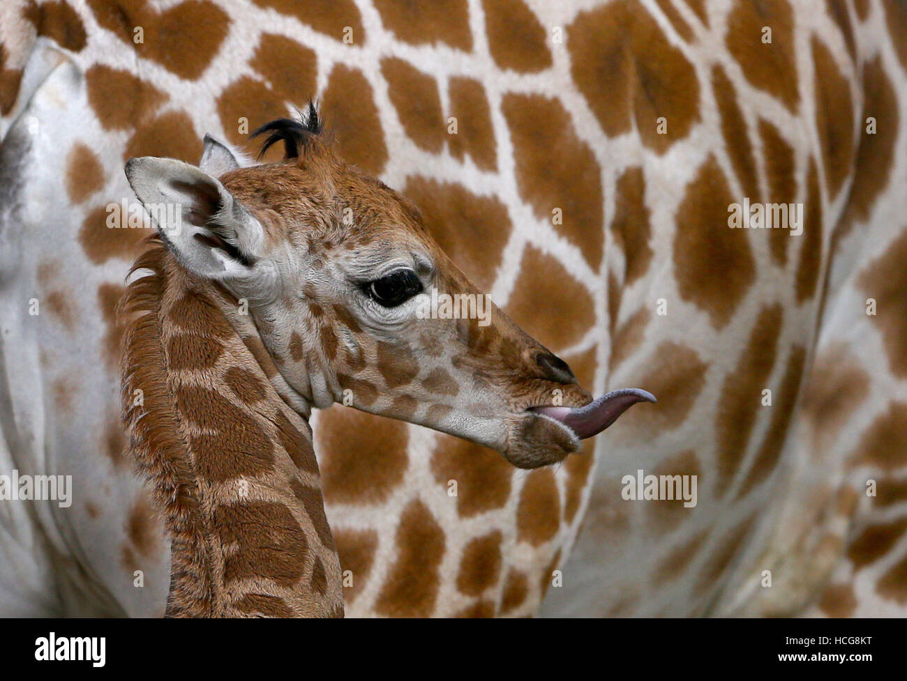 A one week old unnamed male Giraffe calf stands next to his mother Lehana at Port Lympne Wild animal Park near Ashford in Kent. Stock Photo