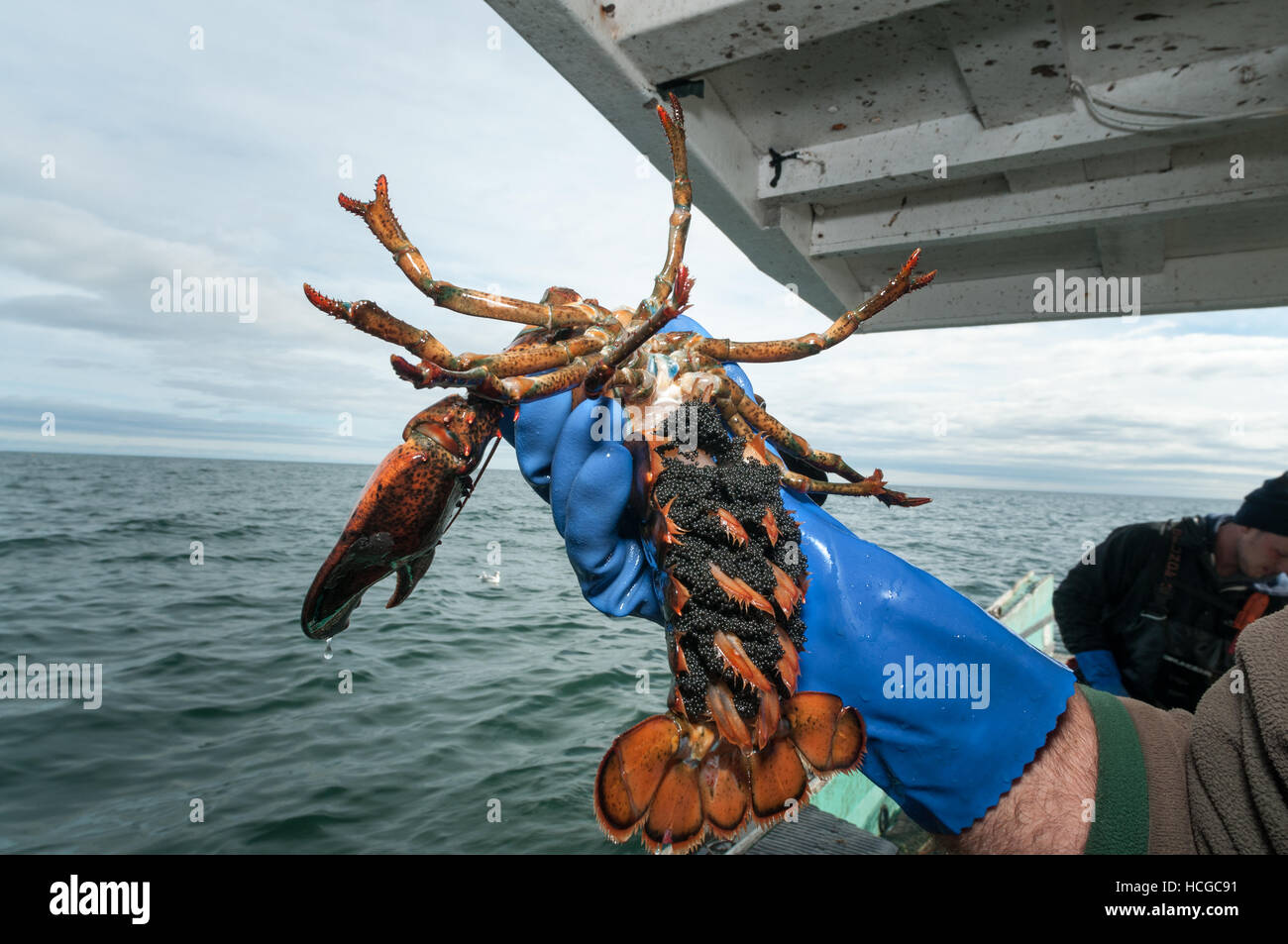 Lobsterman holds female lobster carrying eggs on underside of tail, Yarmouth, Casco Bay Stock Photo