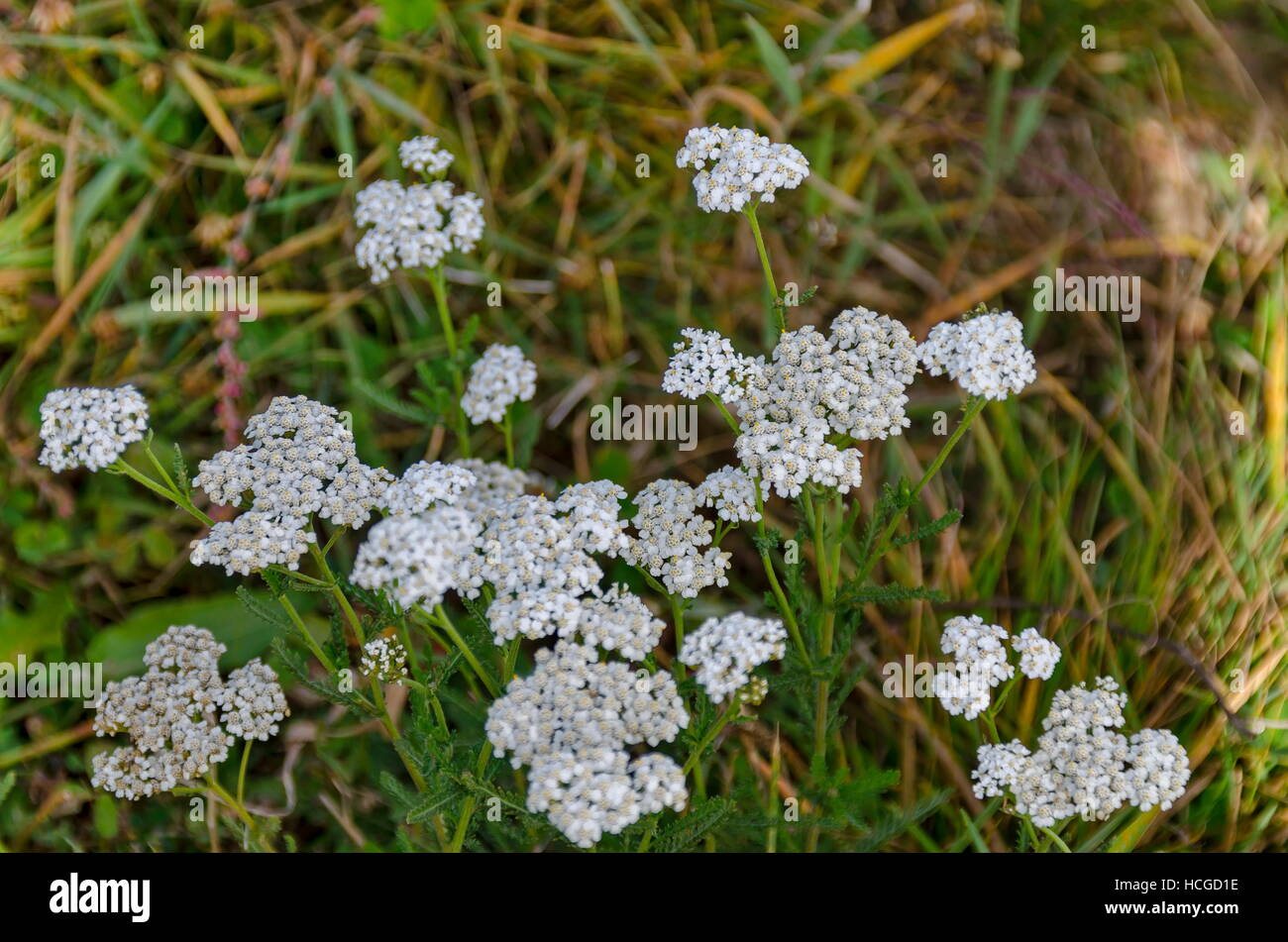 Yarrow flowers or Achillea millefolium in meadow, Plana mountain, Bulgaria Stock Photo
