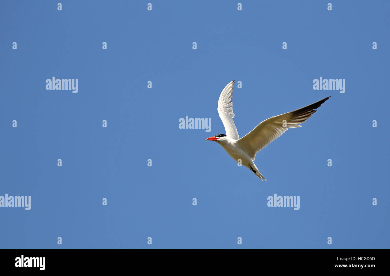 Caspian tern in flight, under blue sky Stock Photo