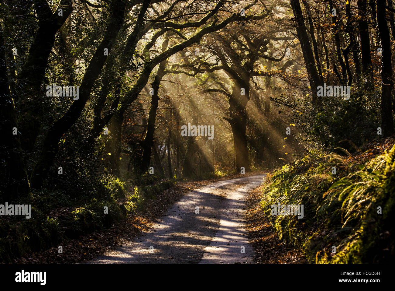 Misty woodland country road at sunrise, Cornwall, UK Stock Photo