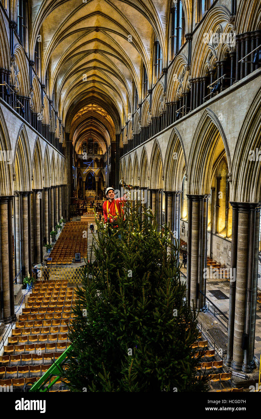 Ecclesiastical carpenter Richard Pike adds 1,000 fairy lights to the 30 foot Christmas tree inside Salisbury Cathedral, where the Norway Spruce has been delivered from Cranborne Estate, Dorset, in time for the many Christmas services over the festive period. Stock Photo