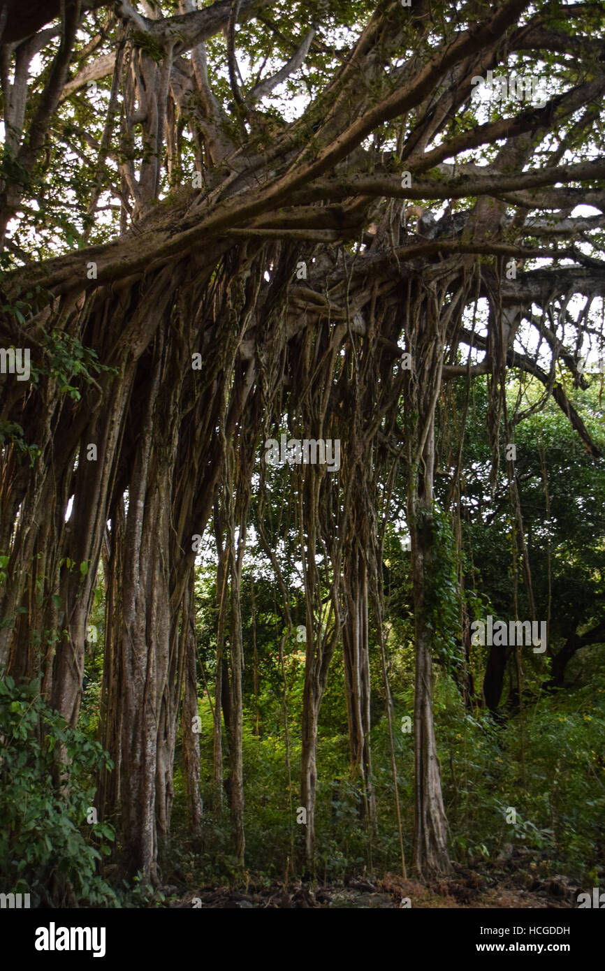e-extractor & Photos Cabuya Images Cabuya Alamy Stock Stock e-extractor & Photos Cabuya Images Cabuya Alamy Stock Stock