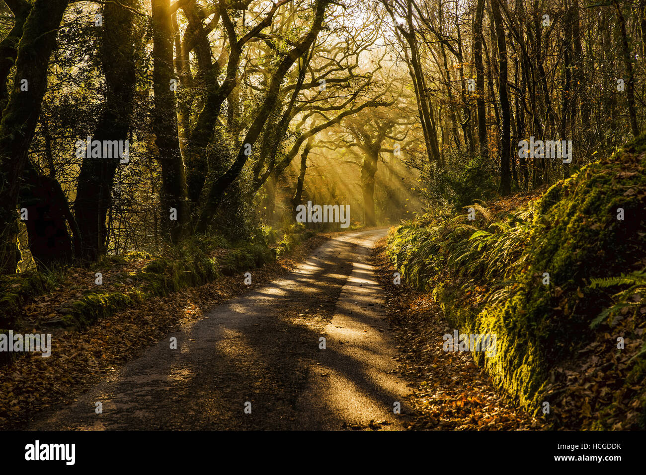 misty woodland path, callington, cornwall, uk Stock Photo