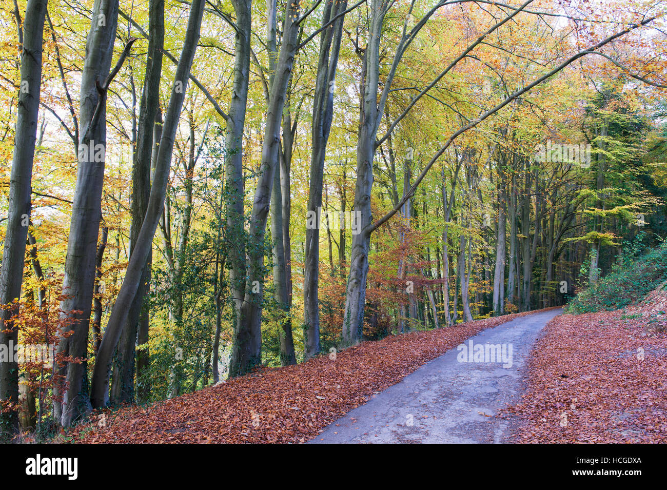 Tree lined lane in autumn. Woodchester, Cotswolds, Gloucestershire, England Stock Photo