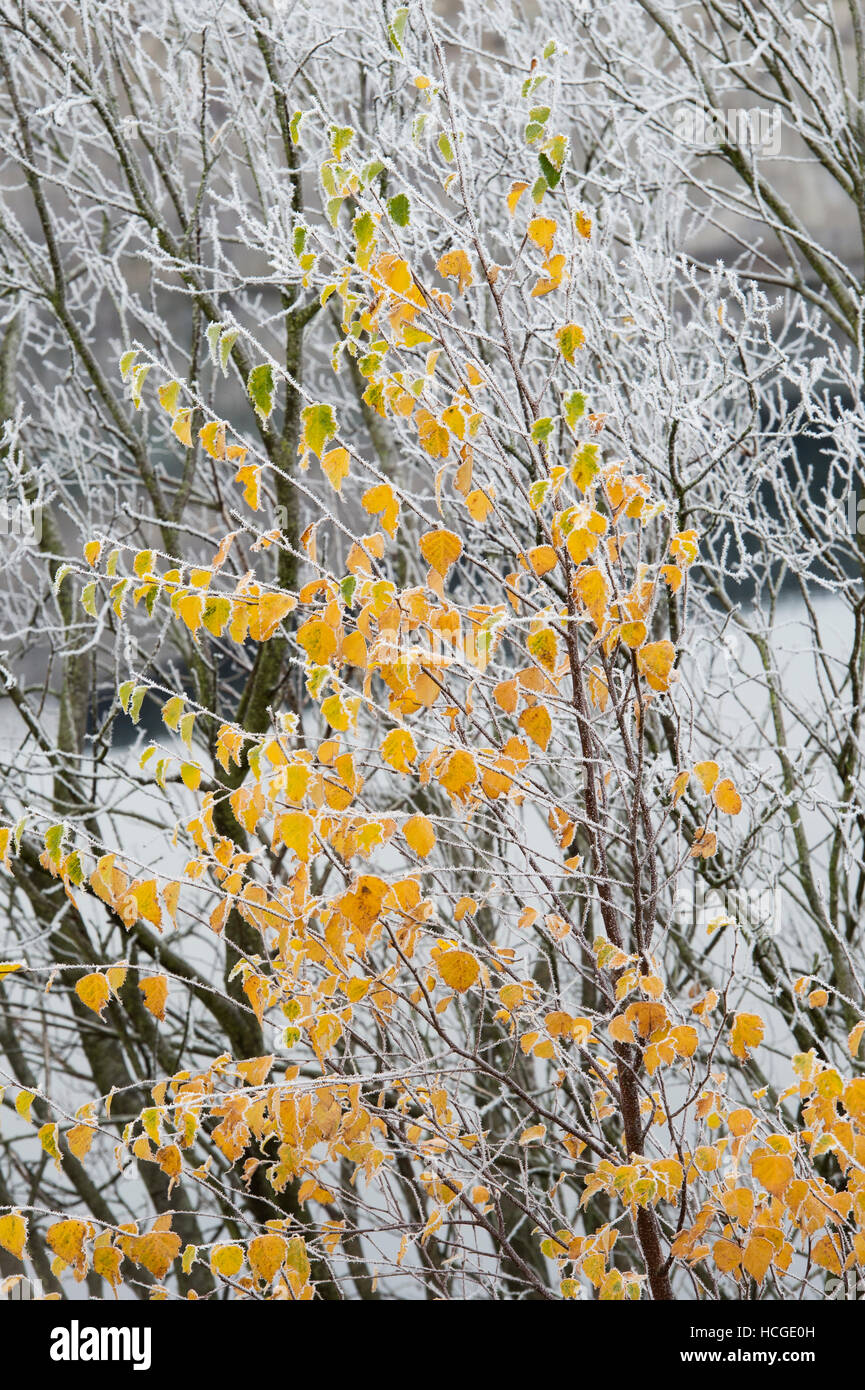 Betula pubescens. Downy Birch tree in the autumn frost. Scottish Borders, Scotland Stock Photo
