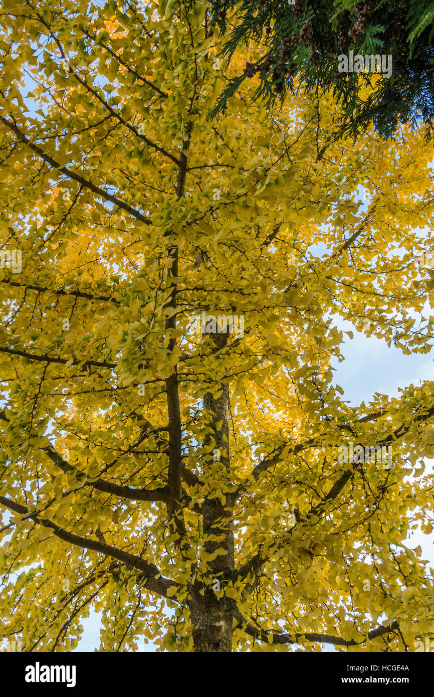 A view of a tree with brilliant yellow Autumn leaves Stock Photo - Alamy