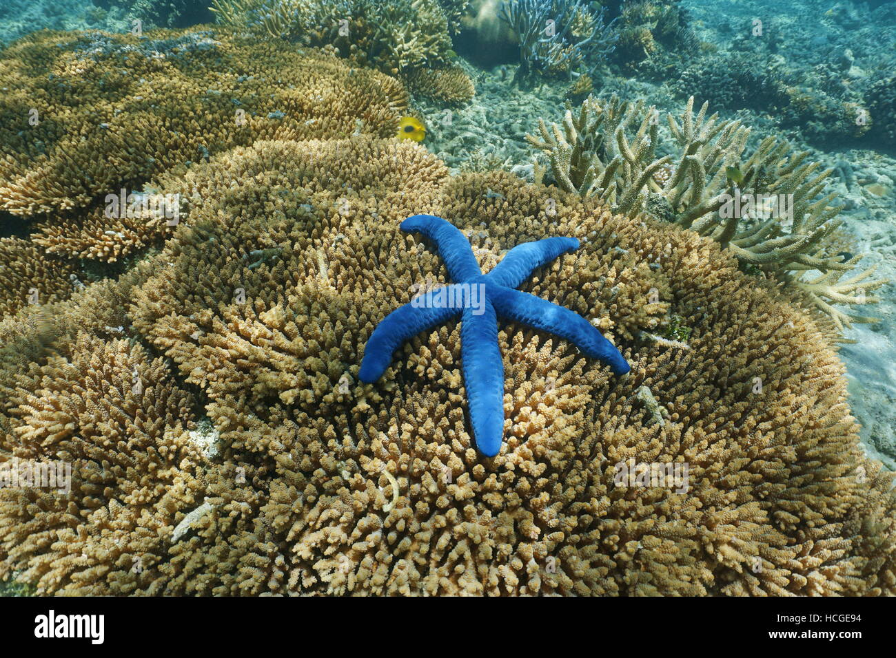 Linckia laevigata blue sea star underwater, over Acropora table coral, south Pacific ocean, New Caledonia Stock Photo