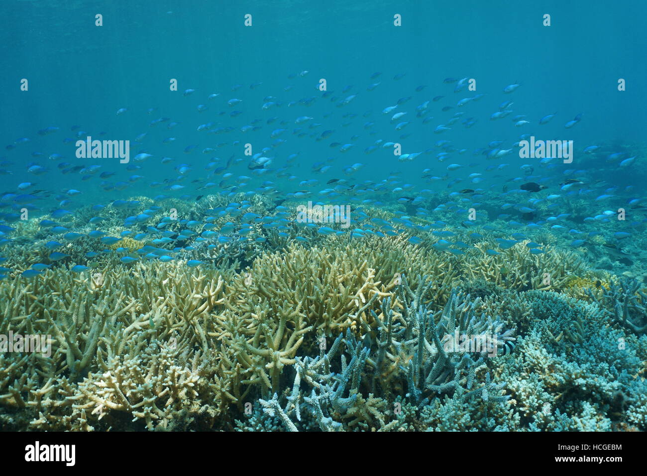School of fish blue-green chromis above staghorn coral, underwater lagoon of Grand Terre island in New Caledonia, south Pacific Stock Photo