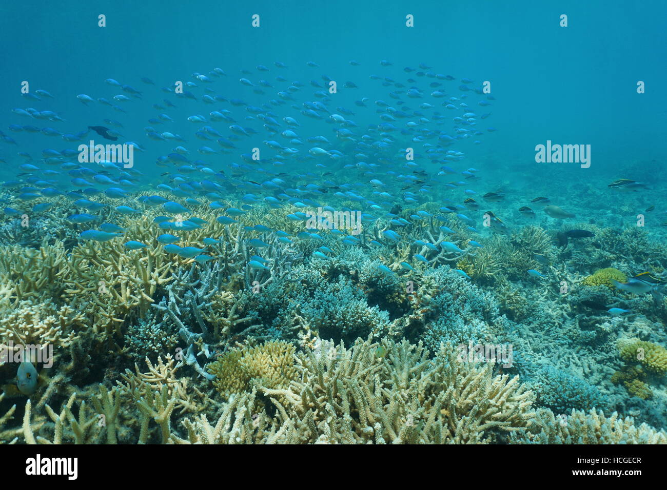 Underwater coral reef with a school of fish Blue-green chromis, New Caledonia, south Pacific ocean Stock Photo