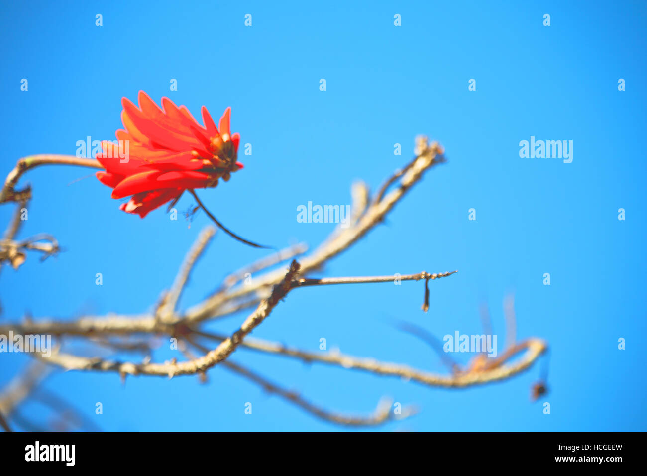 in south africa close up of erythrina lysistemon flower plant and clear sky Stock Photo