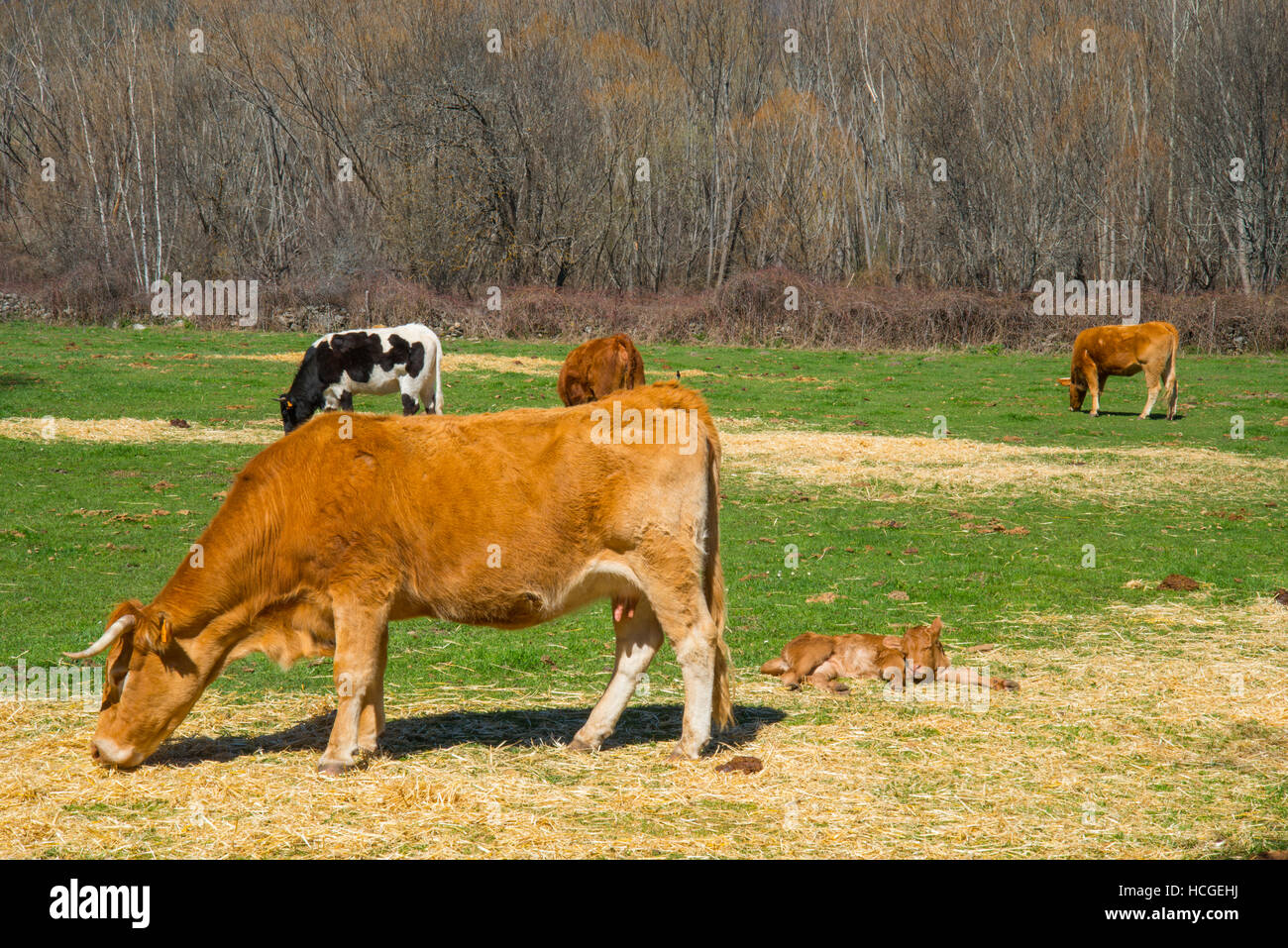 Cow grazing with her calf. Rascafria, Madrid province, Spain. Stock Photo