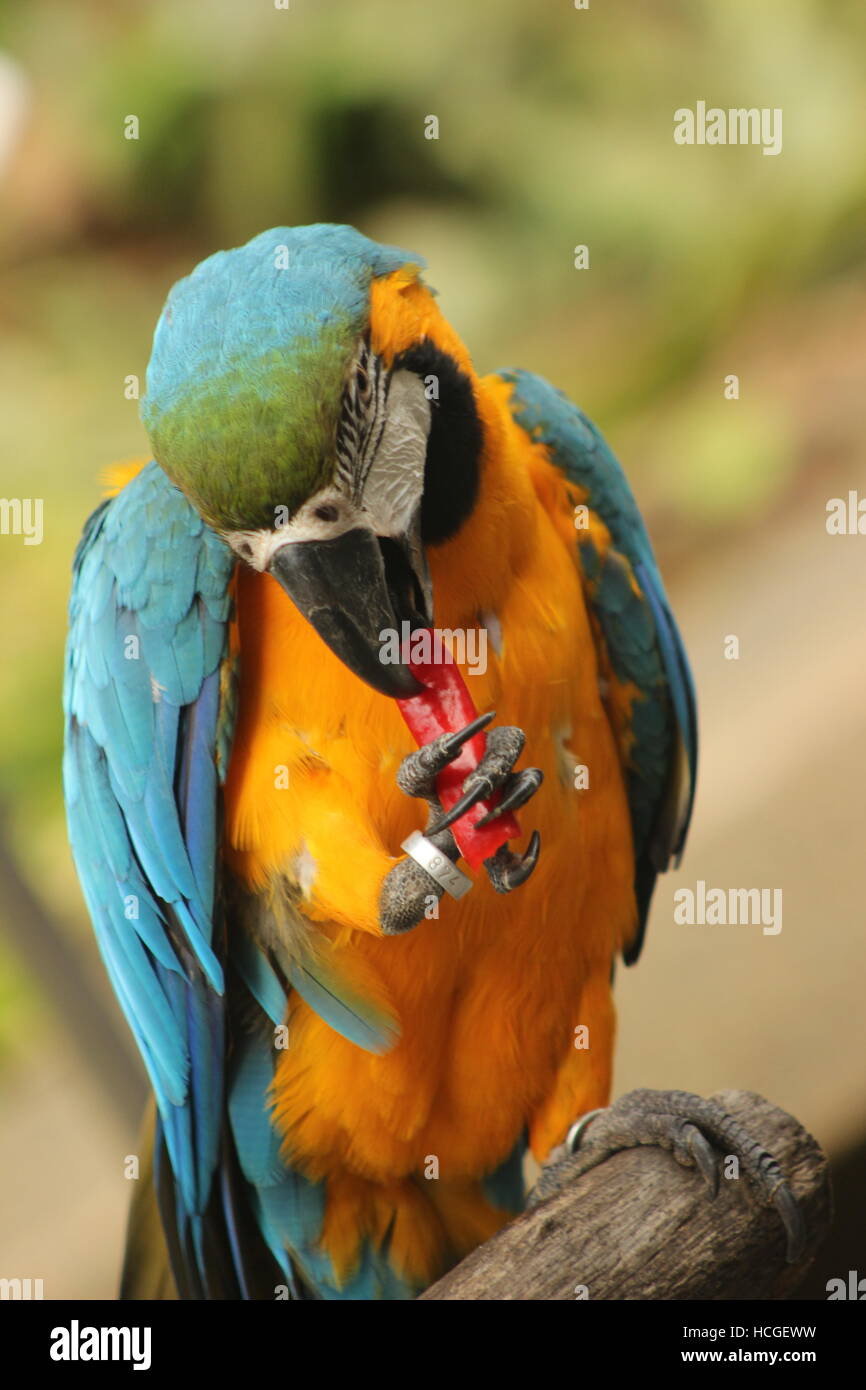 A parrot eating a red chilli Stock Photo Alamy