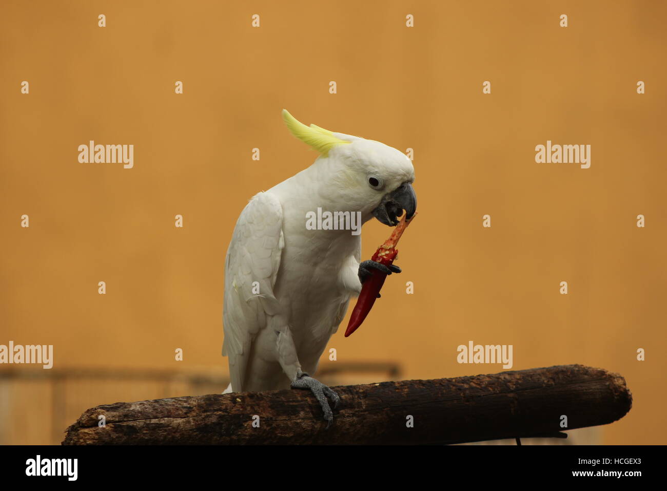 White Parrot eating Red Chilli Stock Photo Alamy