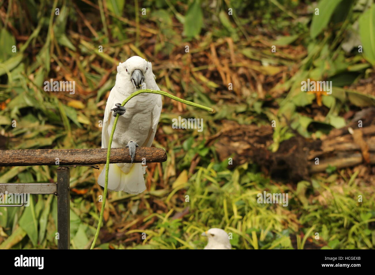Parrot eating bean Stock Photo Alamy