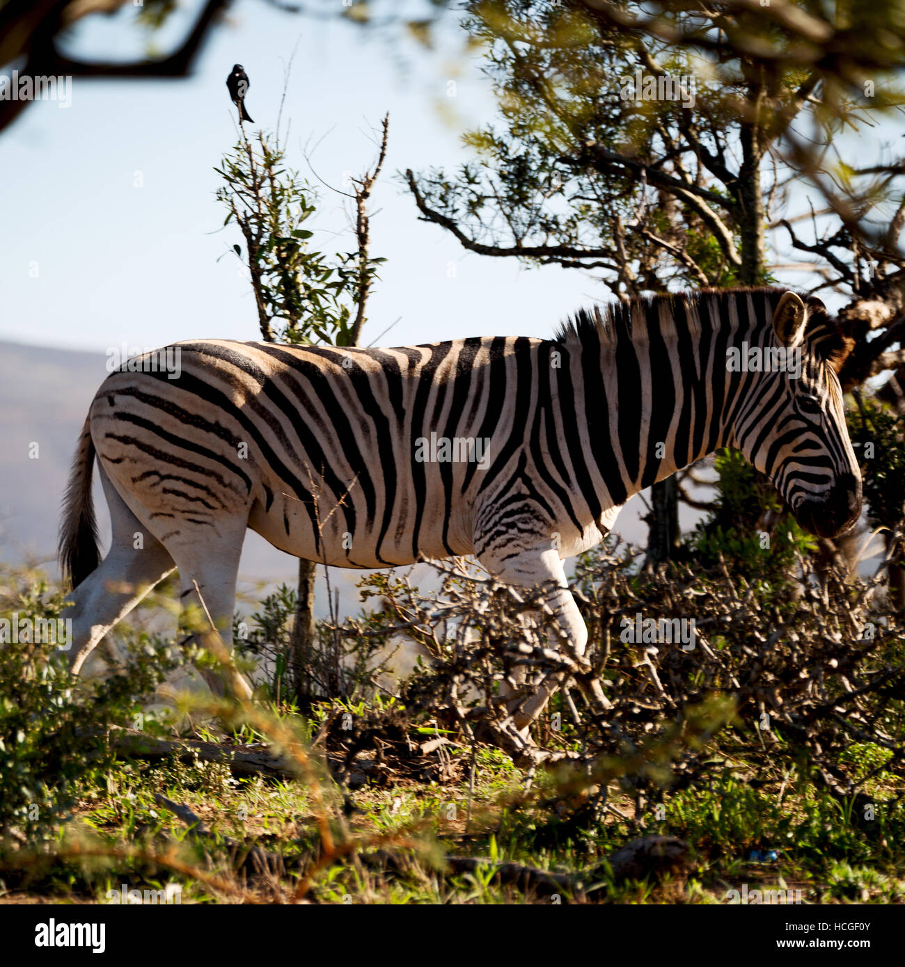 blur in south africa mlilwane wildlife nature reserve and wild zebra Stock Photo Alamy