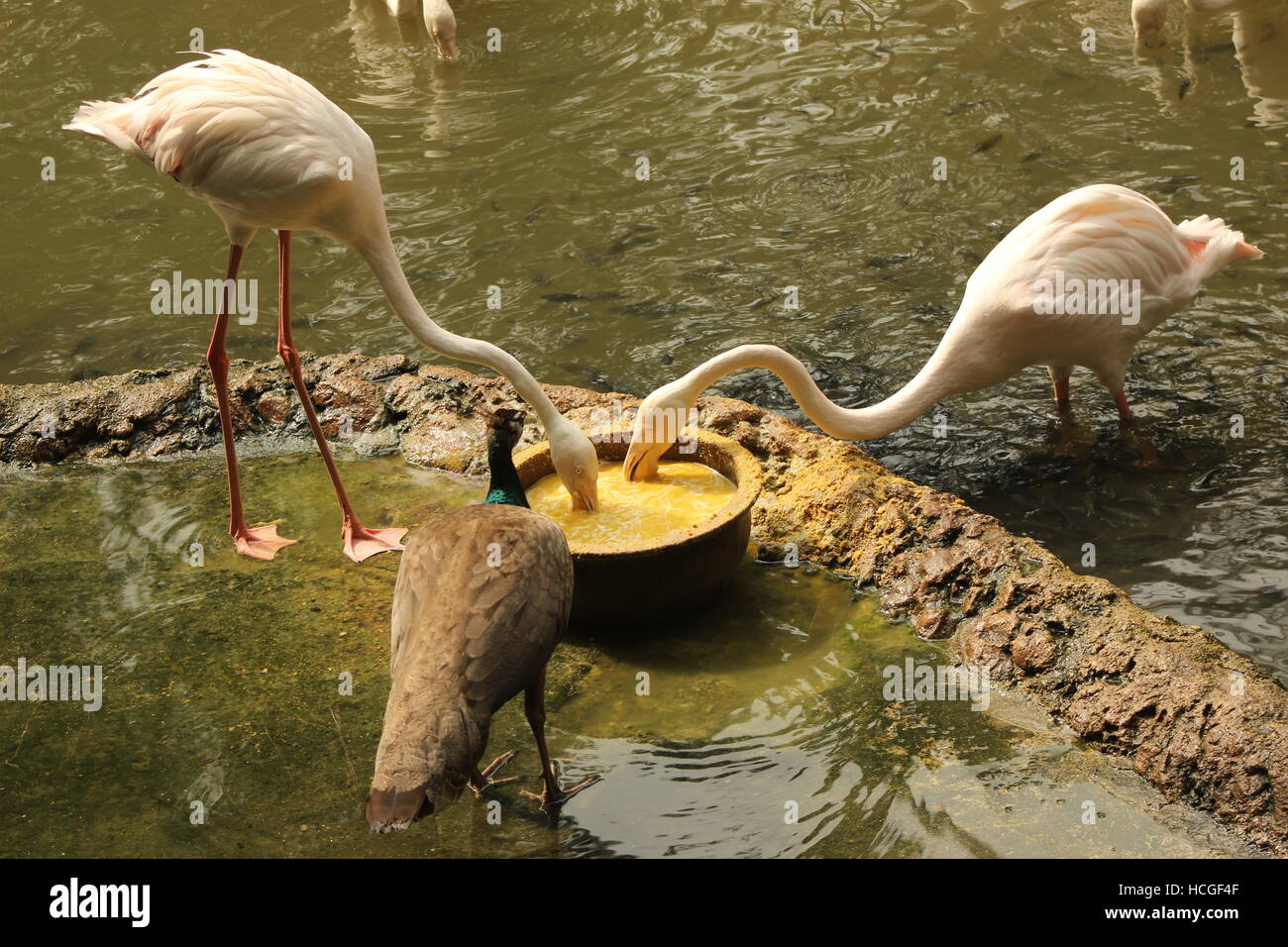 Flamingo food in a zoo shared by Peacock. Stock Photo