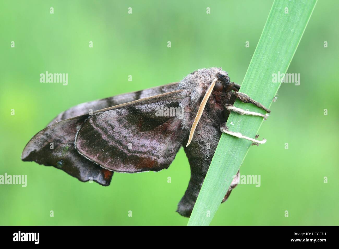 Hawk moth, Smerinthus ocellatus Stock Photo