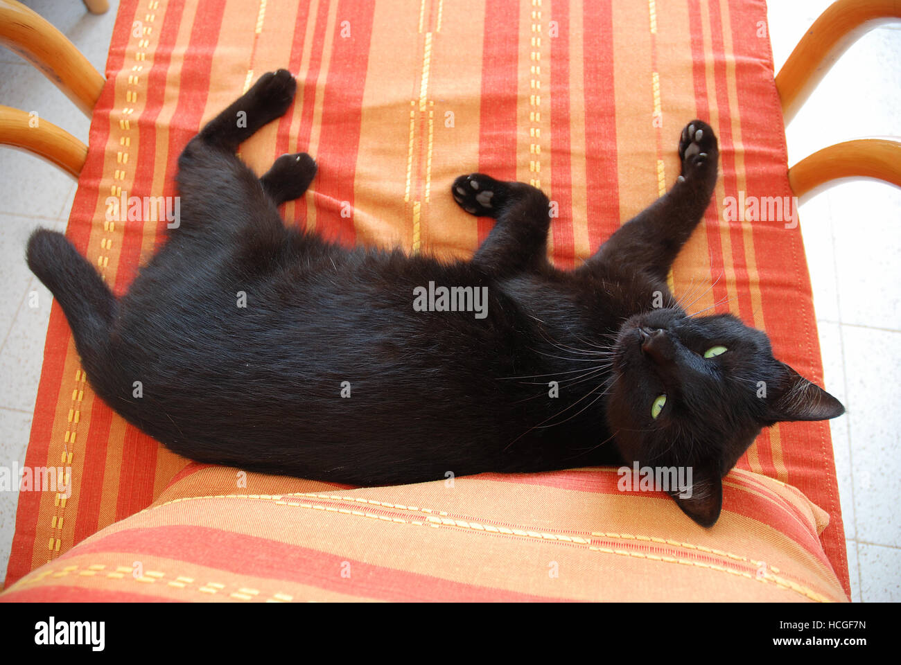 Black cat lying on an armchair Stock Photo - Alamy