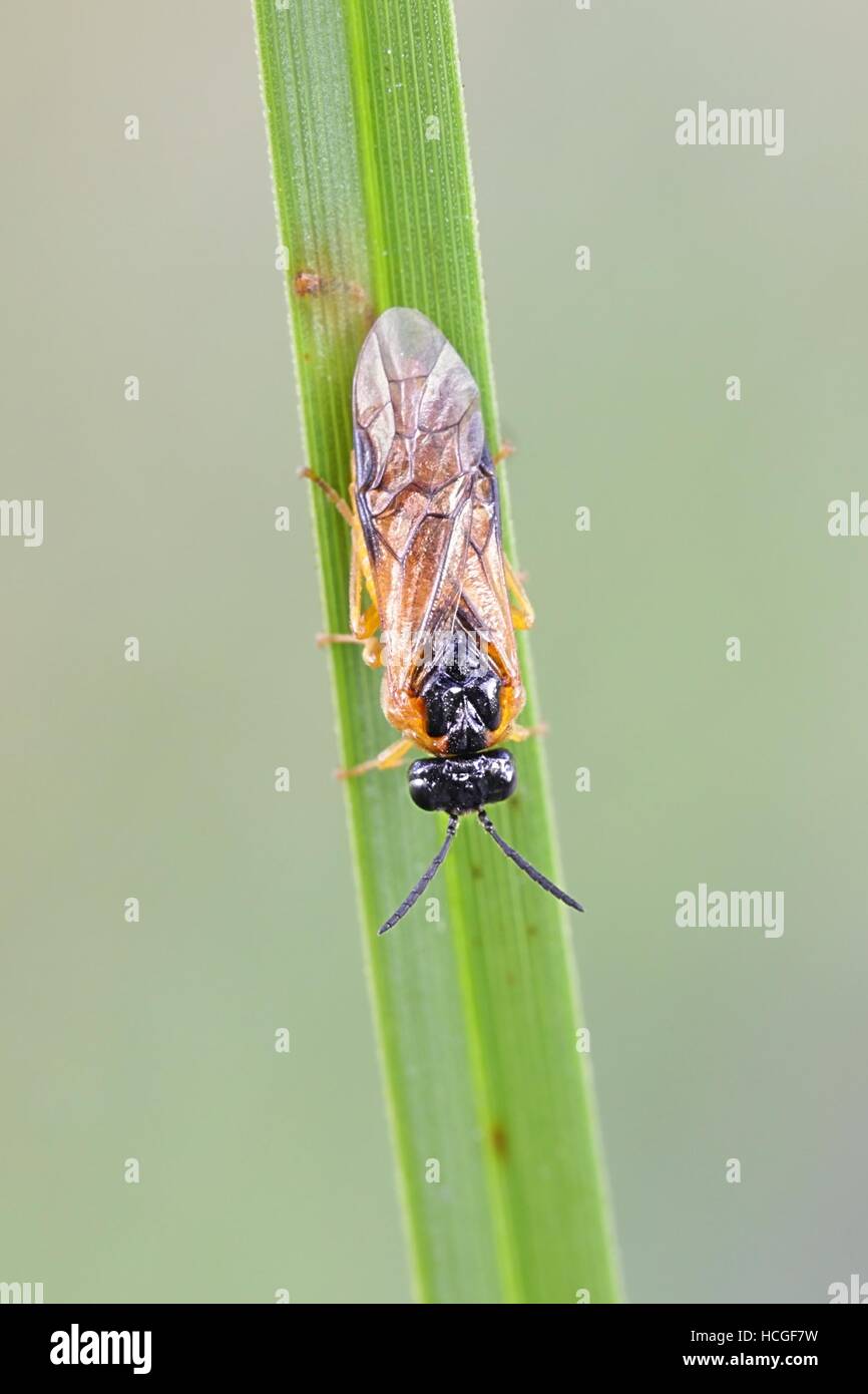 Loosestrife sawfly, Monostegia abdominalis Stock Photo