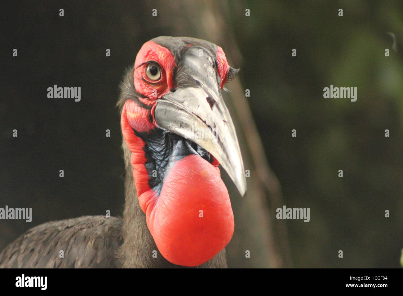 Red neck bird Stock Photo
