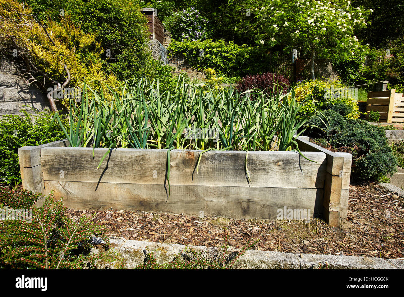 Garlic growing in a raised bed in a garden in Wales, UK Stock Photo