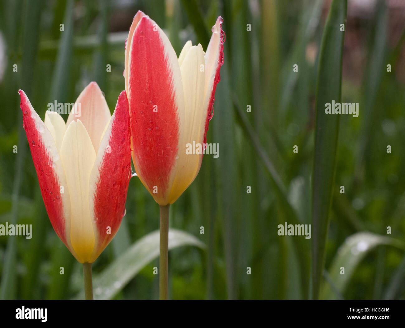 Wild Tulip species in soft rain Stock Photo