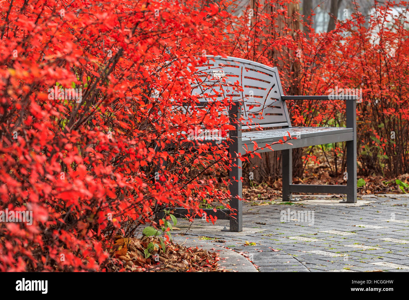 Crimson colored leaves of Burning Bush with park bench, Assiniboine Park, Winnipeg, Manitoba, Canada. Stock Photo