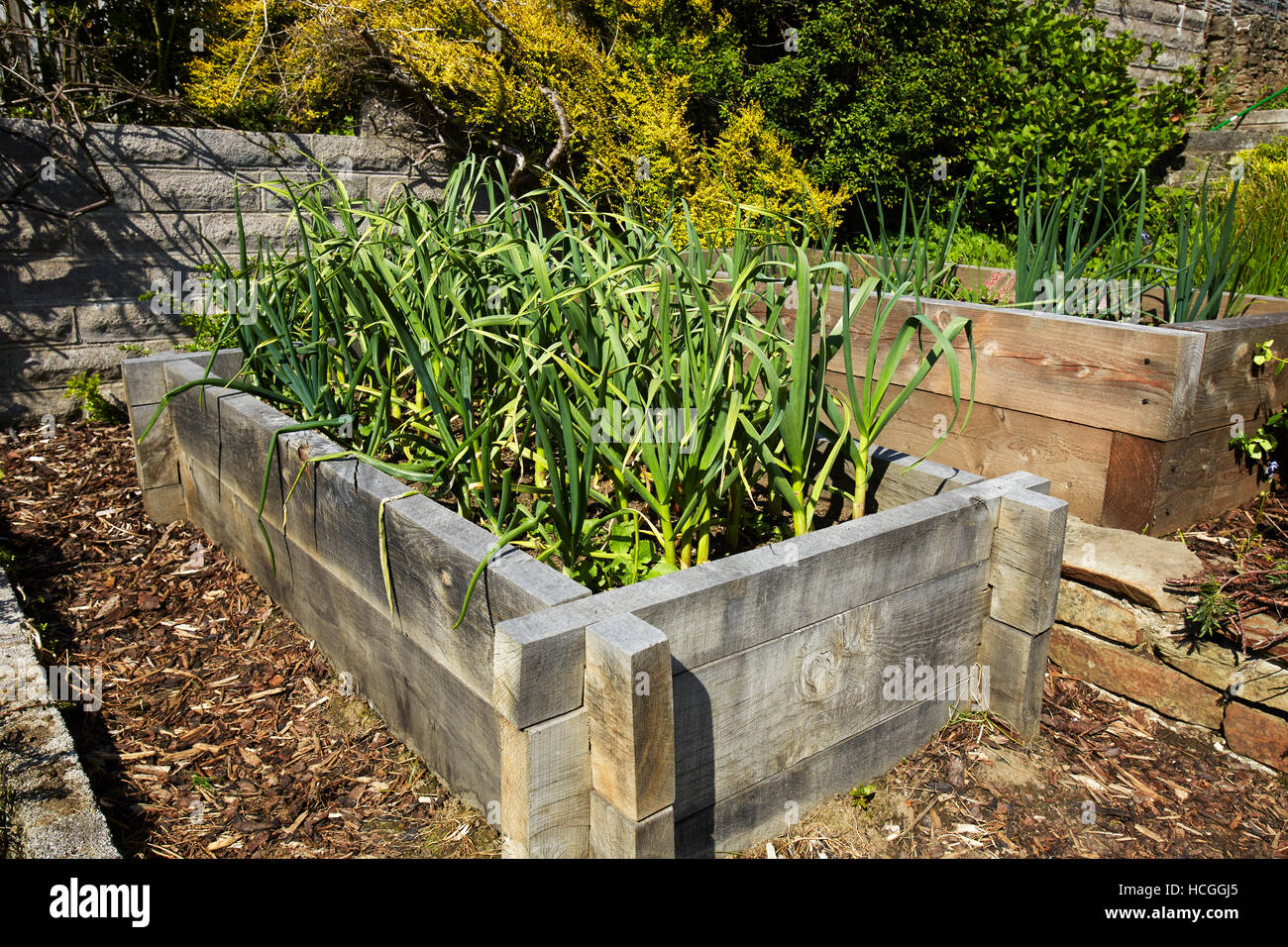 Garlic growing in a raised bed in a garden in Wales, UK Stock Photo