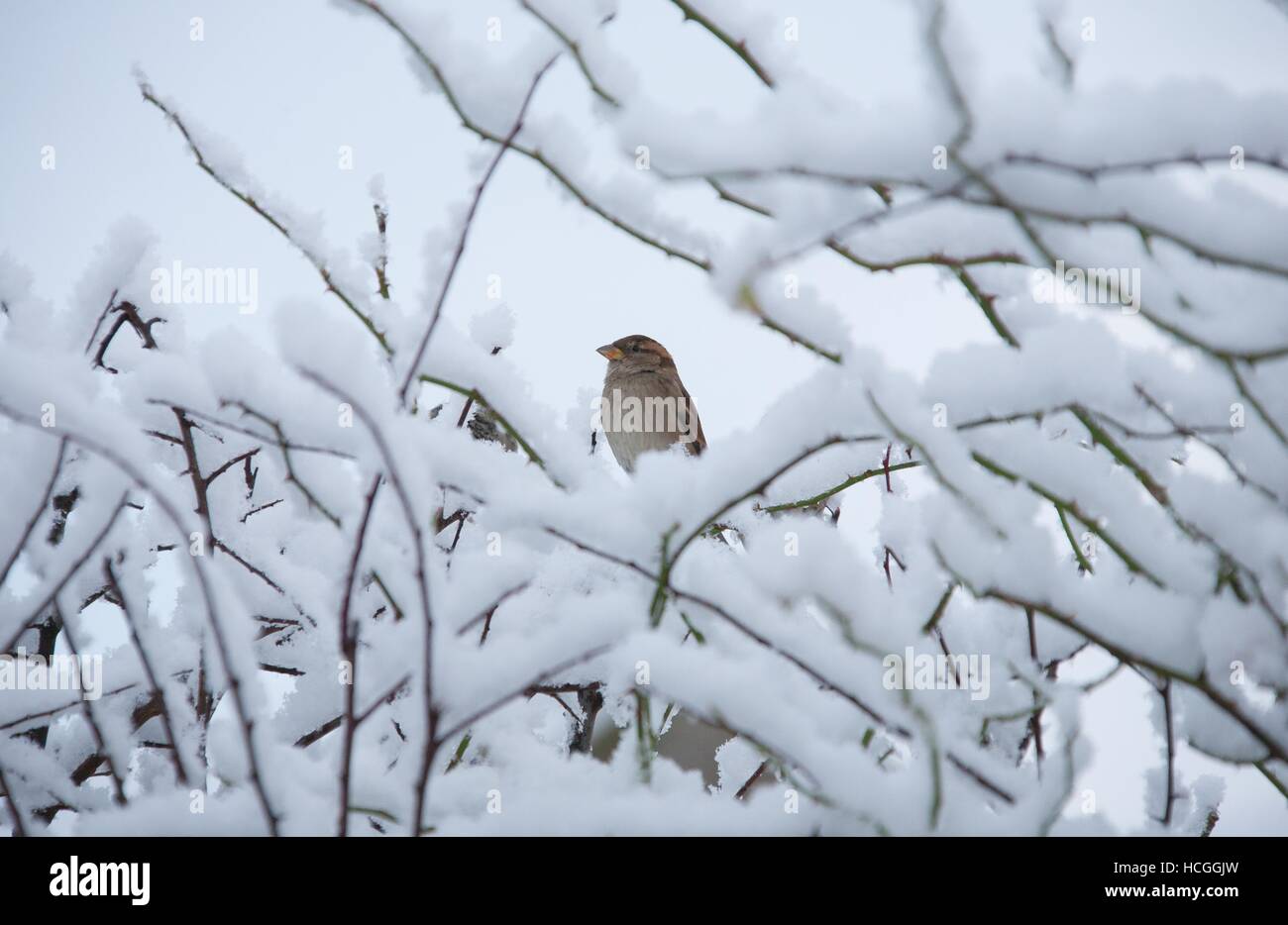 winter sparrow in snowy hedge Stock Photo