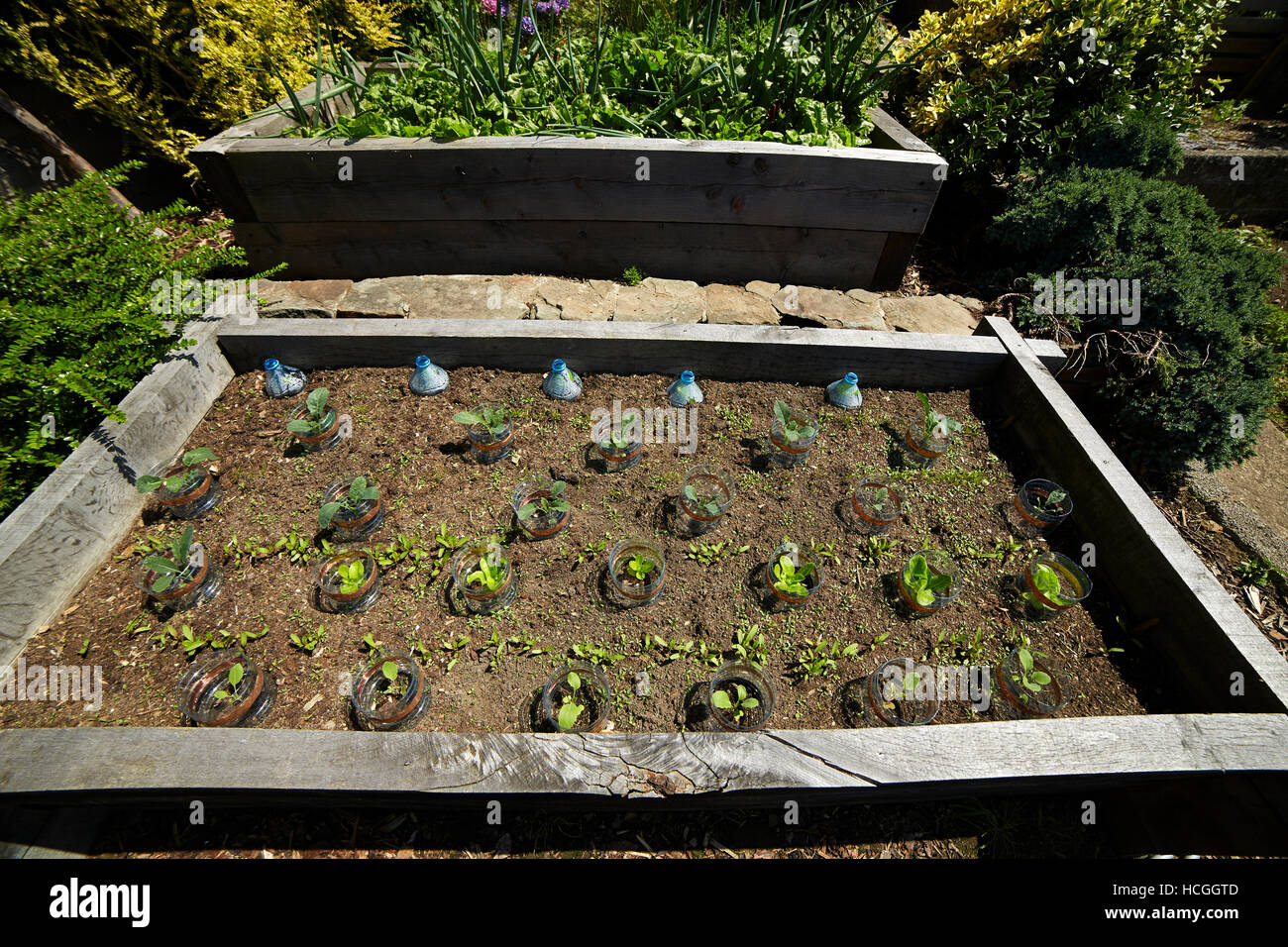 Raised Bed with protected seedlings in a garden in Wales, UK Stock Photo