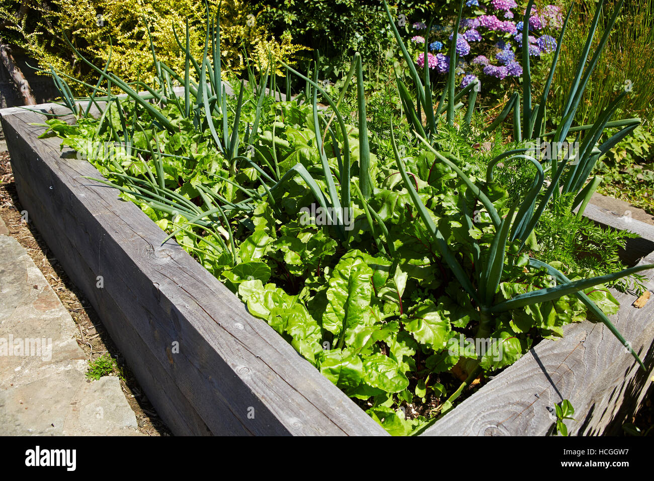 Mixed Vegetables growing in a raised bed in a garden in Wales, UK Stock Photo