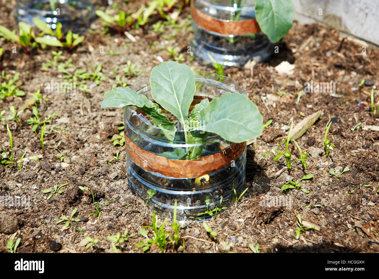 Kale seedlings in plastic tube with copper strip Stock Photo