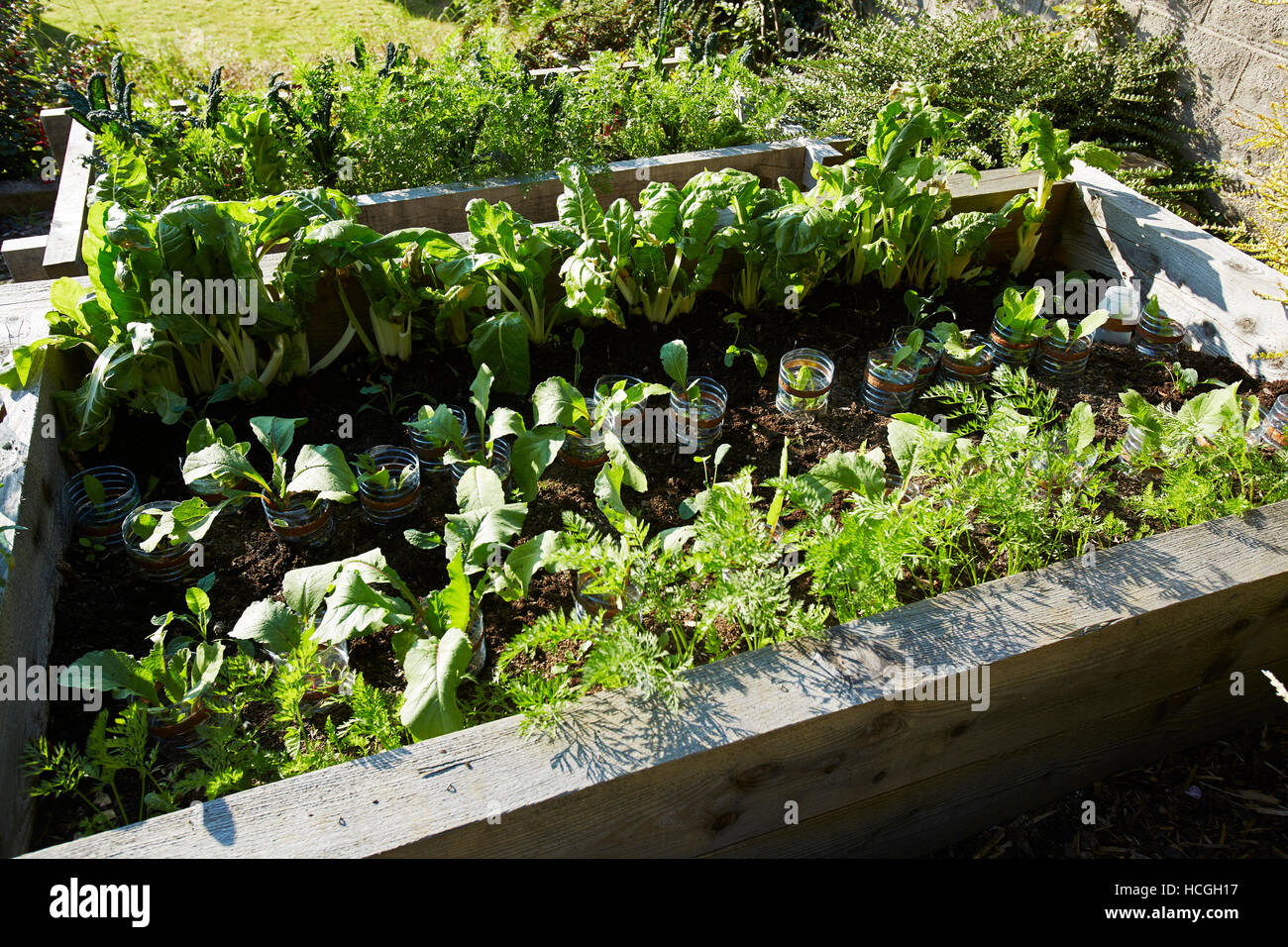 Raised Bed with Plants and Seedlings in a garden in Wales, UK Stock Photo