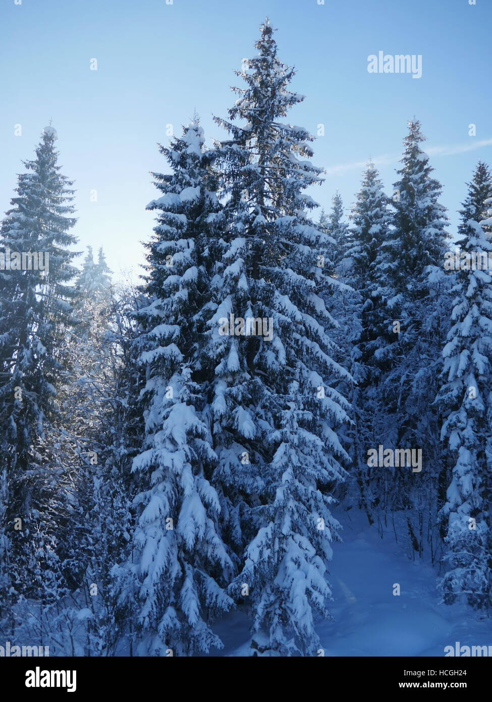 View on evergreen trees covered with snow Stock Photo Alamy