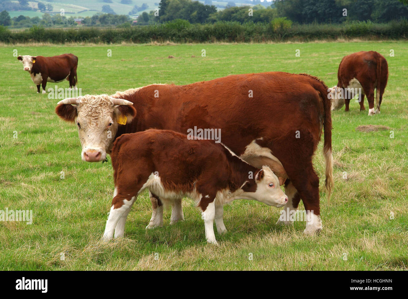 A Hereford cow with a calf on a farm in Dorstone,Herefordshire,UK Stock ...