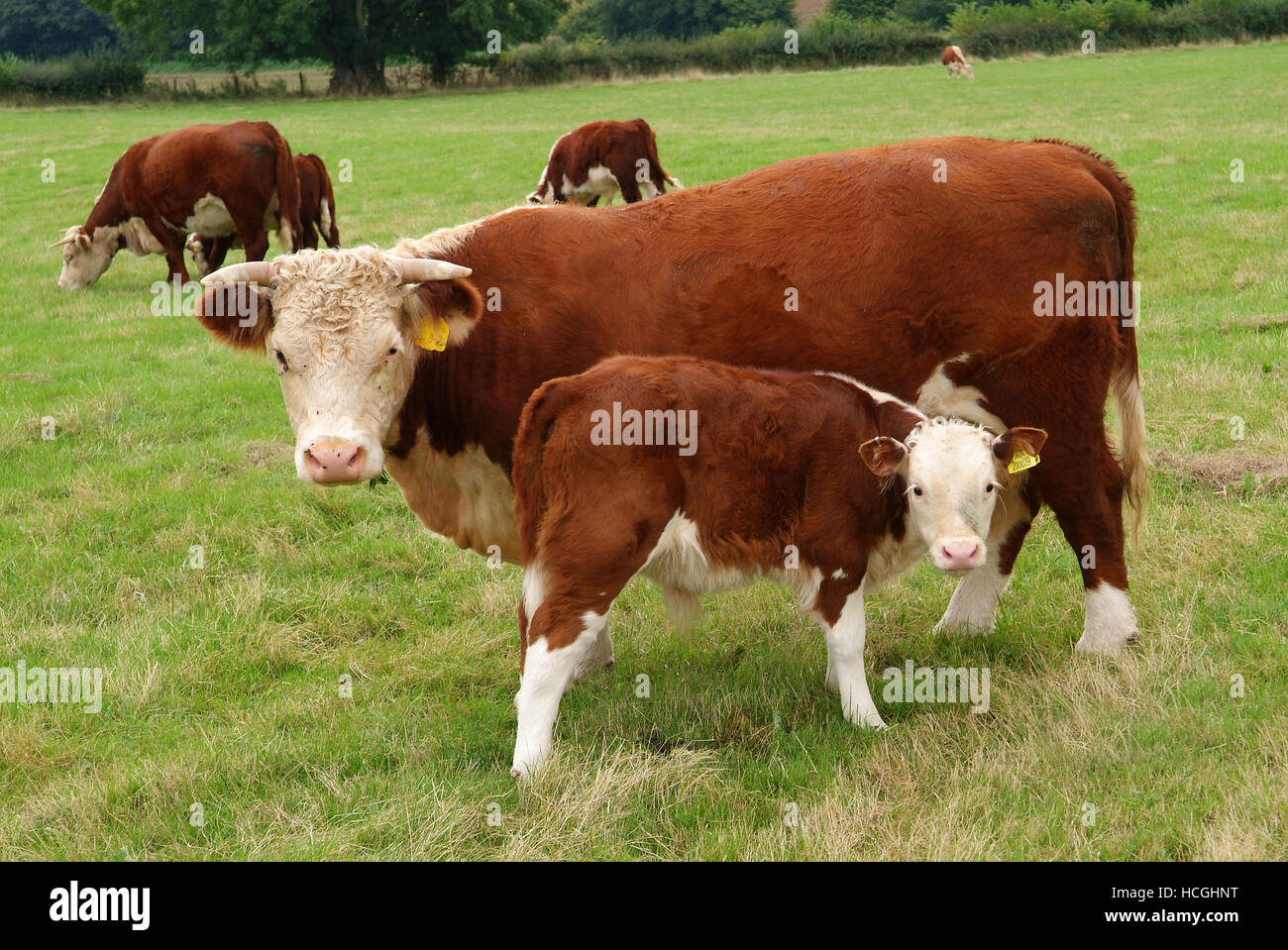 A Hereford cow with a calf on a farm in Dorstone,Herefordshire,UK Stock ...