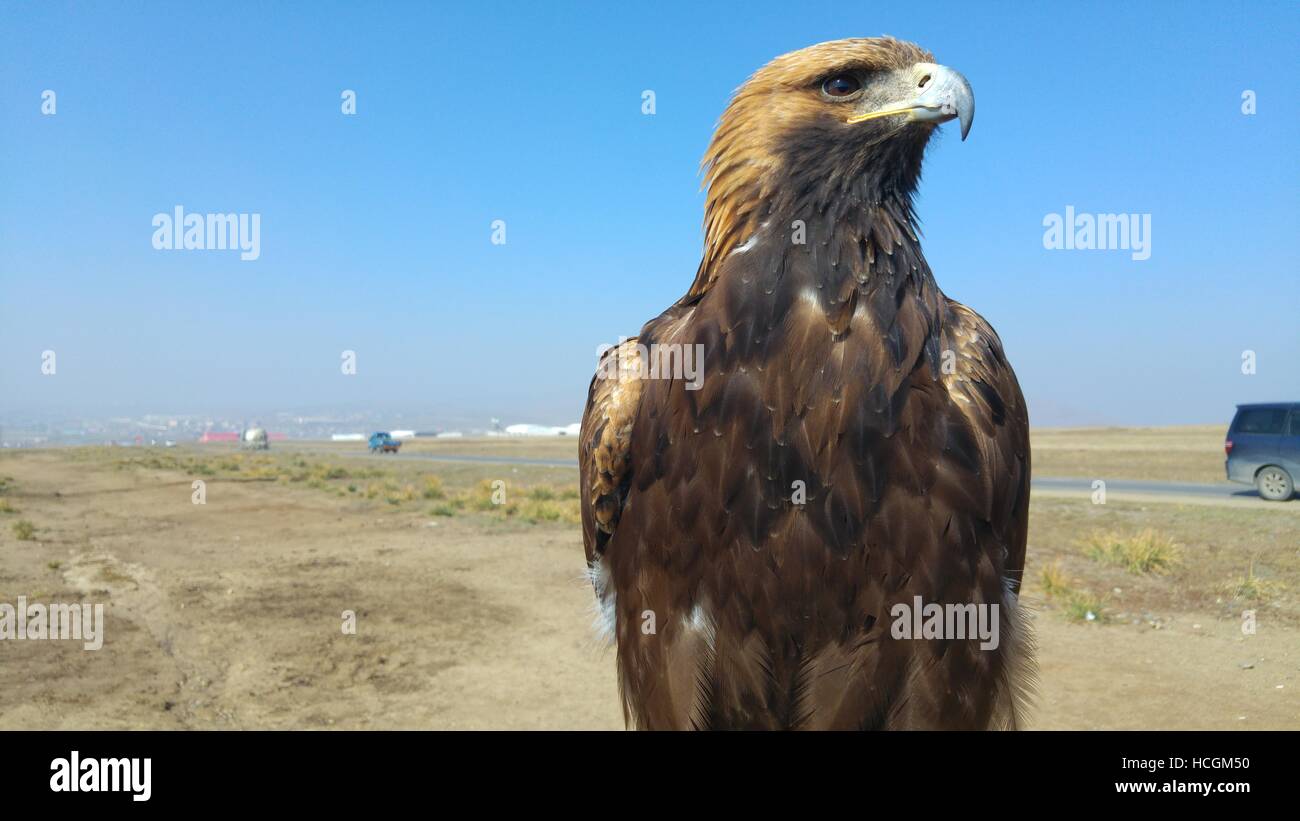 A proud eagle looking onward on the passing cars in dessert plains Stock Photo