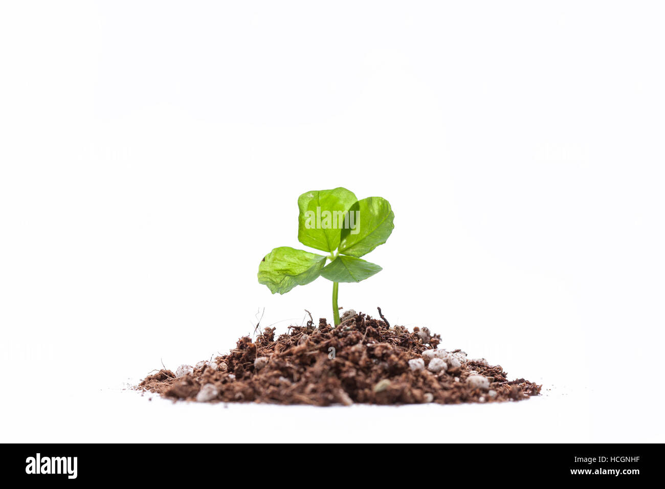 Fourleaf clover in soil Stock Photo Alamy