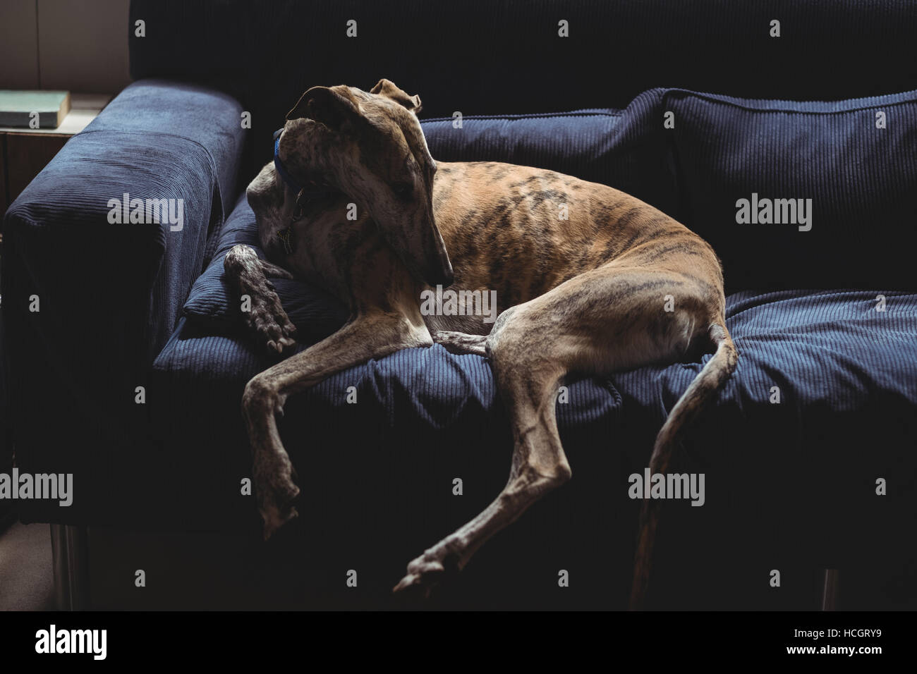 Dog sitting on sofa in living room Stock Photo - Alamy