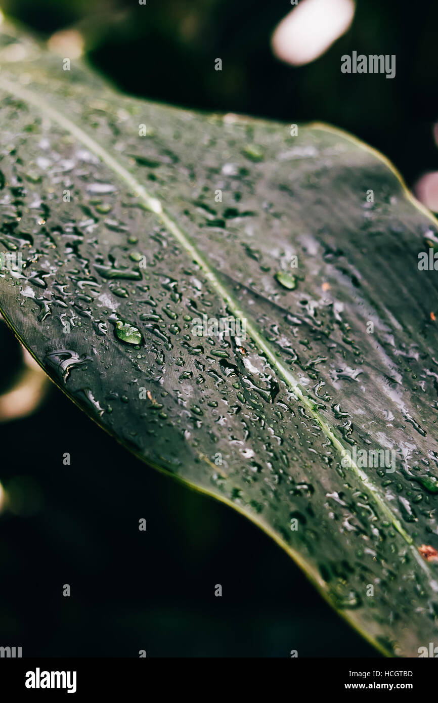 Wet green closeup hi-res stock photography and images - Alamy