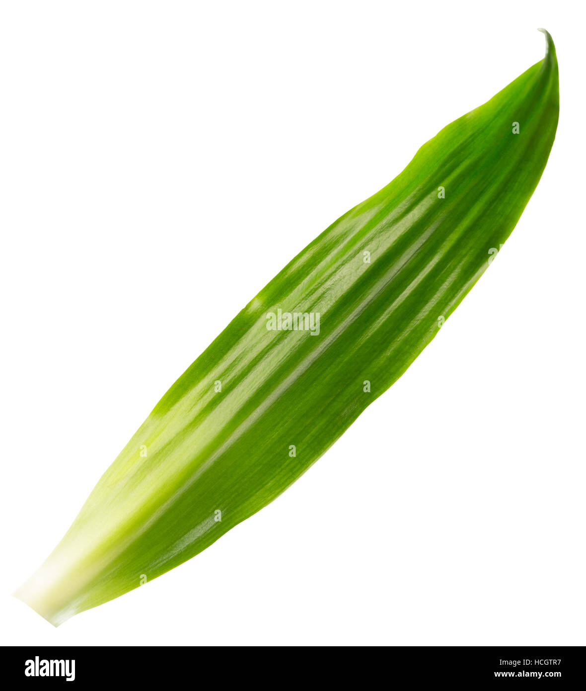 long green leaf isolated on the white background. Stock Photo