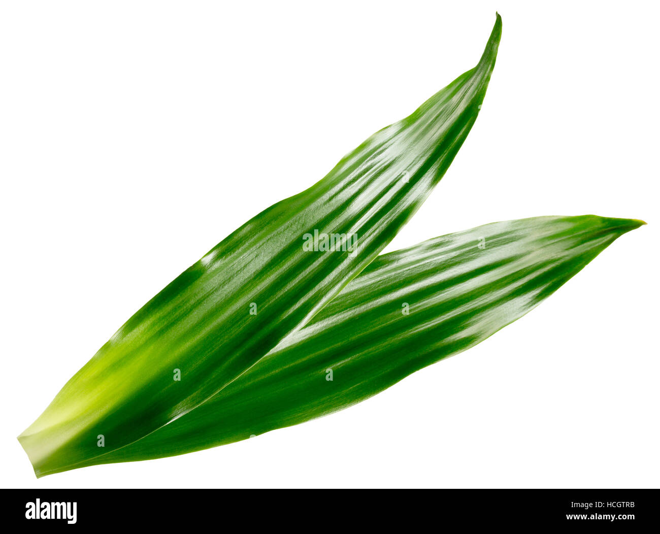 long green leaves isolated on the white background. Stock Photo